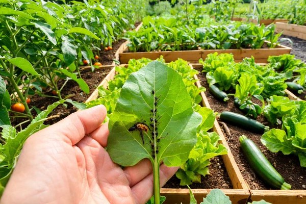 Ladybugs and marigolds among staked tomato plants