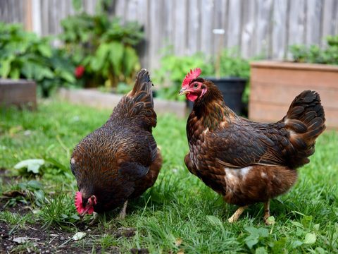 Two brown backyard hens foraging in a grassy yard beside a raised garden bed