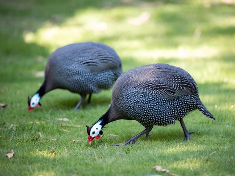 Two guinea fowl with speckled gray plumage foraging on a green lawn