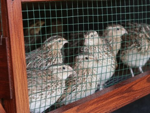 Several coturnix quail inside a wood-framed wire hutch